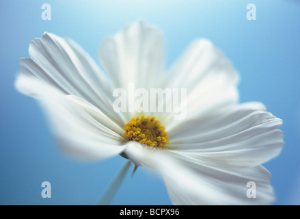 Cosmos bipinnatus cosmos sonata blanc' Banque D'Images