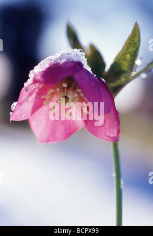 Helleborus hybridus Hellébore Banque D'Images