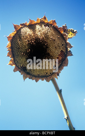 Helianthus - variété de tournesol non identifiés Banque D'Images