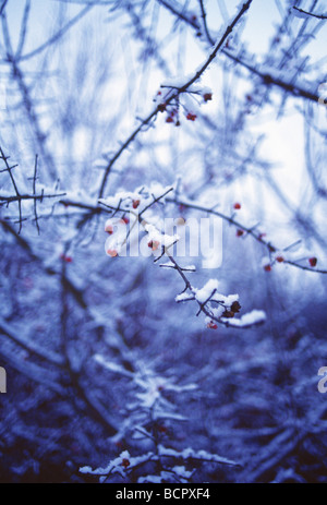 Euonymus europaeus Spindle Tree Banque D'Images