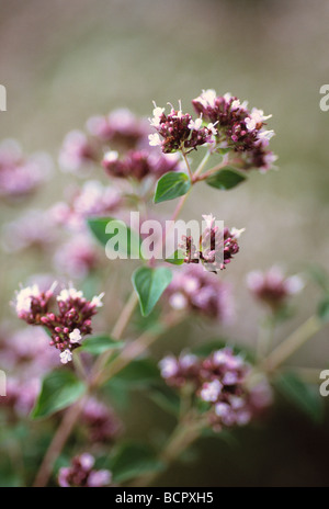 Origanum vulgare Origan fleurs roses sur le jardin herb. Banque D'Images