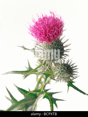 Cirsium vulgare chardon Chardon - Spear / chardon écossais / cirse Banque D'Images