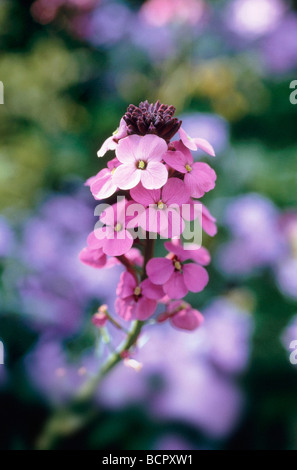 L'Erysimum 'Bowles Mauve' Wallflower wallflower vivaces fleurs rose sur tige longue Banque D'Images