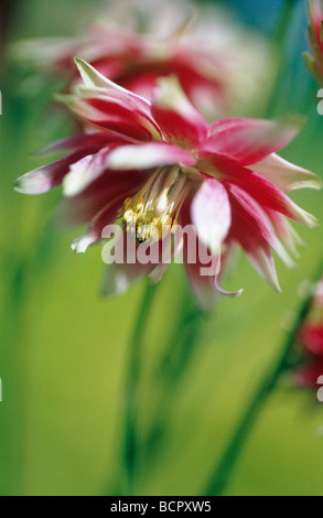 Aquilegia vulgaris 'Nora Barlow' / Aquilegia Ancolie Banque D'Images