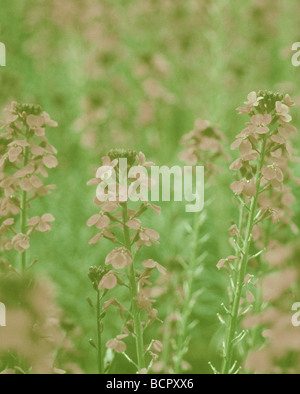 L'Erysimum 'Bowles Mauve' Wallflower wallflower - Plantes vivaces Banque D'Images