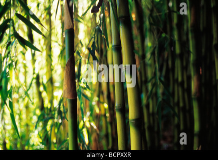 Bambou Phyllostachys aureosulcata Banque D'Images