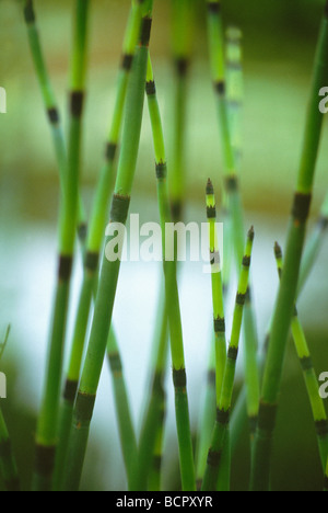 La prêle Equisetum fluviatile - prêle de l'eau Banque D'Images