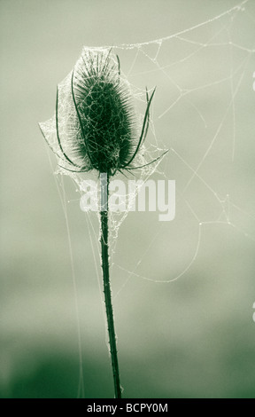 Dipsacus fullonum Cardère Banque D'Images
