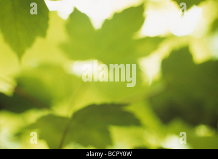 Acer pseudoplatanus Sycamore leaves. Image abstrait vert in soft focus. Banque D'Images