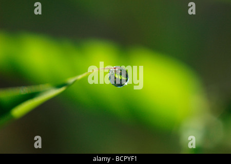 Phyllostachys - variété pas identifié le bambou Banque D'Images