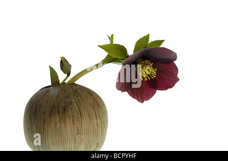 Helleborus - variété non identifié l'hellébore Banque D'Images