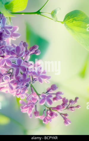 Syringa vulgaris Lilas Banque D'Images