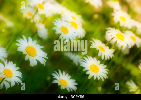 Bellis perennis - Daisy Daisy Pelouse Banque D'Images