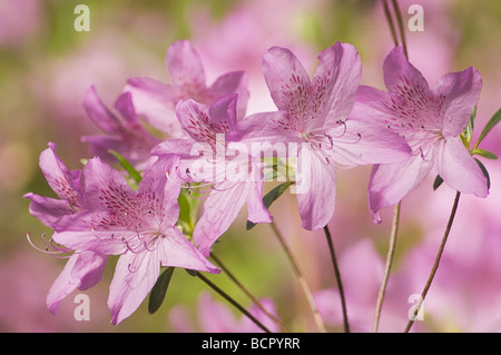 Rhododendron - variété non identifié Azalea Banque D'Images