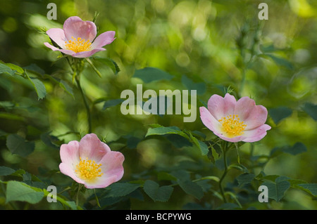 Rosa canina, Dog rose fleurs roses poussant sur des arbustes. Banque D'Images