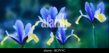 Iris danfordiae Iris, iris nain, Banque D'Images