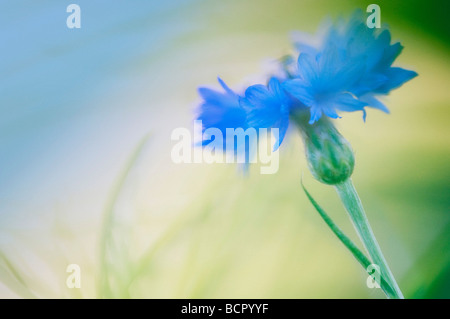 Bleuet, Centaurea cyanus Banque D'Images