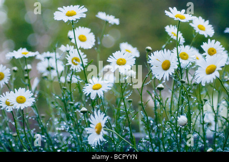 Leucanthemum vulgare, Daisy, Marguerite Banque D'Images