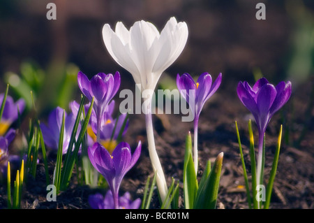 Crocus vernus, Crocus Banque D'Images