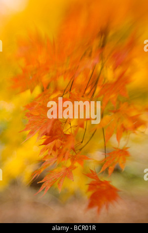 Acer palmatum, érable japonais Banque D'Images