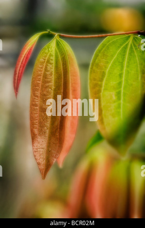 Cinnamomum verum, cannelle Banque D'Images