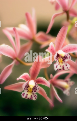 Cymbidium - variété non identifié Orchid Banque D'Images