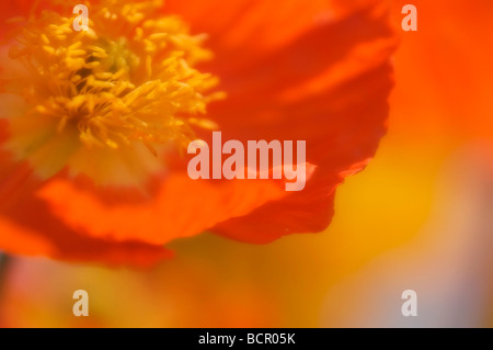 Papaver croceum / Papaver nudicale - Pavot pavot d'Islande Banque D'Images