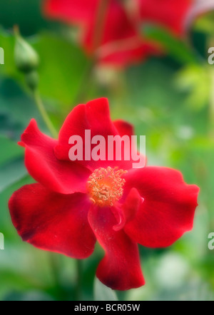 Rosa - variété non identifié Rose Banque D'Images