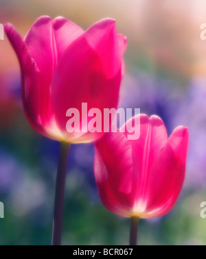 Tulipa - variété non identifié Tulip Banque D'Images
