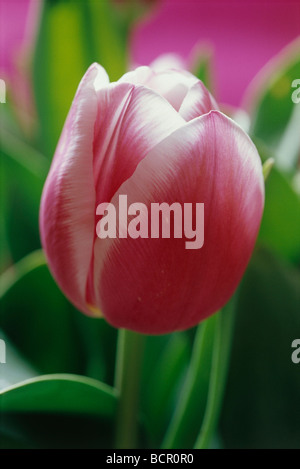 Tulipa 'Valentine', Tulip Banque D'Images