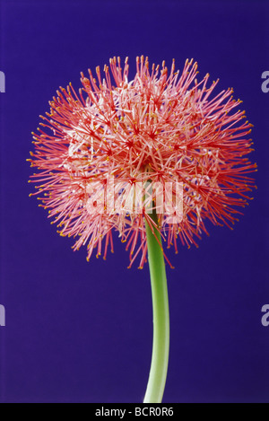 Scadoxus multiflorus, lily de sang Banque D'Images