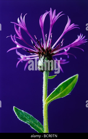 La centaurée centaurea montana, Banque D'Images