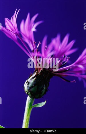 La centaurée centaurea montana, Banque D'Images