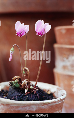 Cyclamen hederifolium cyclamen, Banque D'Images