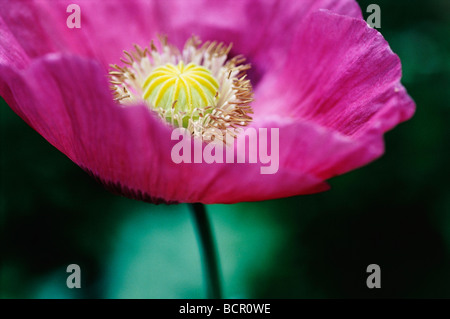 Papaver somniferum, coquelicot, le pavot à opium Banque D'Images