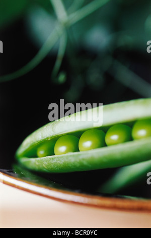 Pea pisum sativum Kelvedon Wonder Banque D'Images