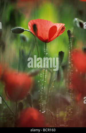 Papaver rhoeas, Coquelicot Banque D'Images