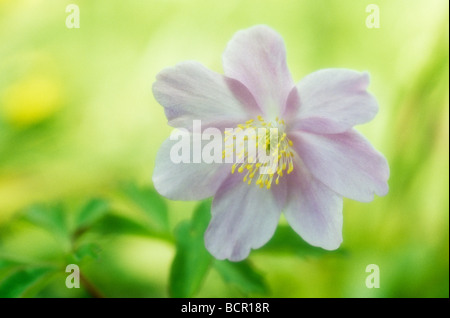 'Anemone nemorosa Robinsoniana', Anemone Banque D'Images