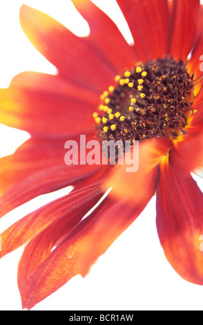 Helianthus annus 'Velvet Queen', tournesol Banque D'Images