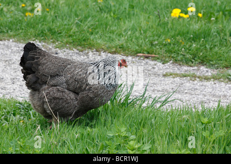 Brahma Hen poulet dans la nature vue arrière d'un animal domestique sombre sur l'herbe verte à l'extérieur à l'extérieur ferme agricole américaine personne aucune aux États-Unis haute résolution Banque D'Images