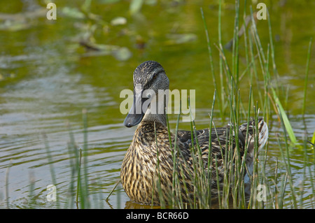 Canard colvert Anas platyrhynchos à Tweed River Kelso Frontières ...