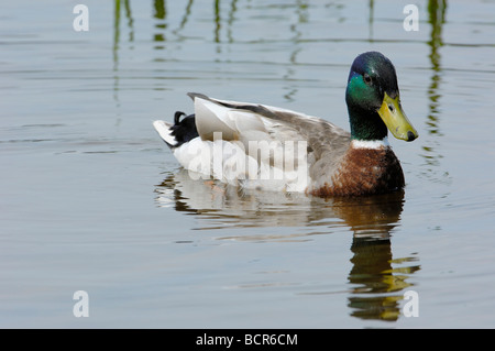 Canard colvert Anas platyrhynchos à Tweed River Kelso Frontières ...