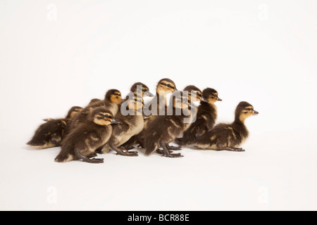 Canard colvert, Anas platyrhynchos, Groupe de canetons Banque D'Images