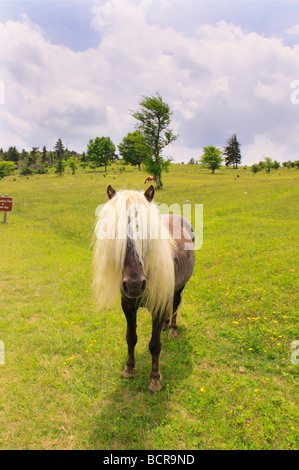 Cheval sauvage le long sentier des Appalaches Grayson Highlands State Park en Virginie Banque D'Images