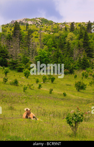 Colt sauvages le long sentier des Appalaches Grayson Highlands State Park en Virginie Banque D'Images