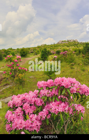 Rhododendron le long sentier des Appalaches Grayson Highlands State Park en Virginie Banque D'Images