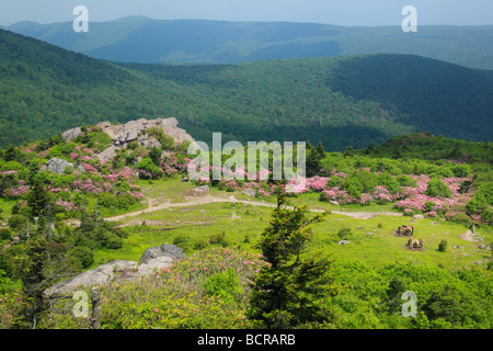 Rhododendron Trail Riders Gap mont Rogers National Recreation Area Virginia Banque D'Images