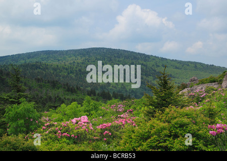 Vue du mont Rogers de Appalachian Trail Mount Rogers National Recreation Area Virginia Banque D'Images