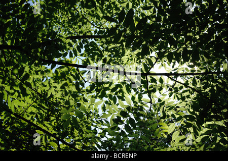 Les jeunes feuilles de frêne Fraxinus excelsior par la lumière du soleil en contre-jour Banque D'Images