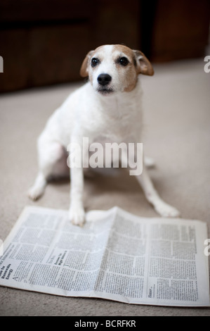 Jack Russell Terrier dans le salon sur le point d'être malade et vomir sur papier Banque D'Images